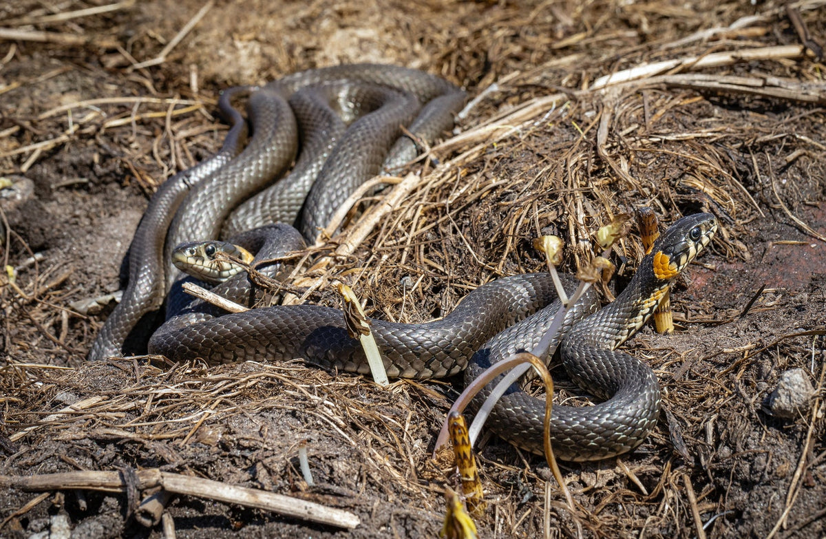 What to Know About Snakes in Your Attic TryJ Enterprises, LLC