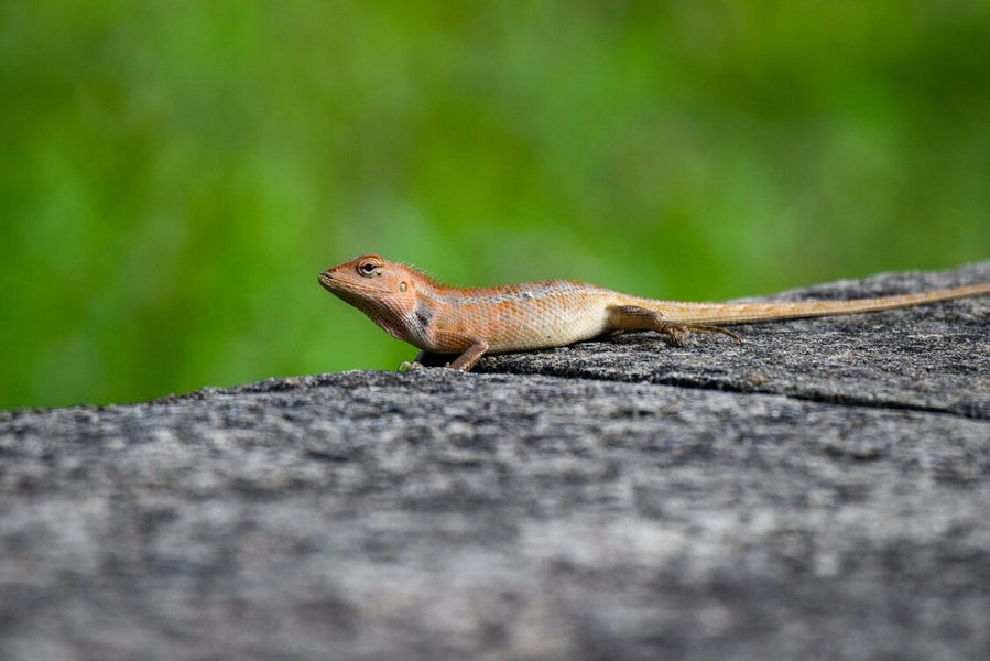 3 Excellent Reasons Lizards Are Invading Your Home