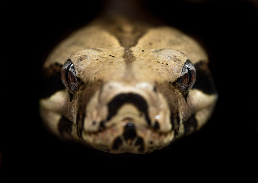 A Basic Guide on How to Deal with a Snake Encounter