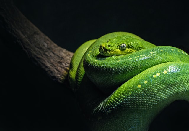 How to Identify and Get Rid of Snake Droppings at Home