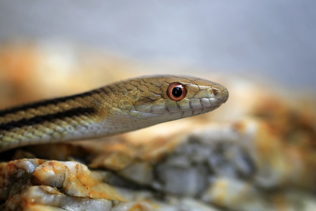 5 Clear Signs That Snakes Are Nesting in Your Property