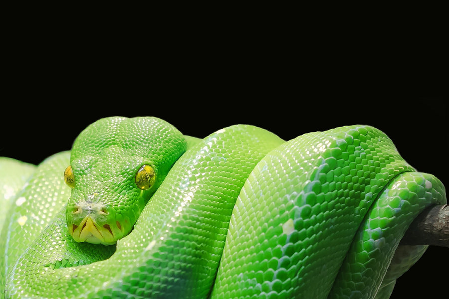 Our Guide to Determining Whether a Snake Is Venomous or Not