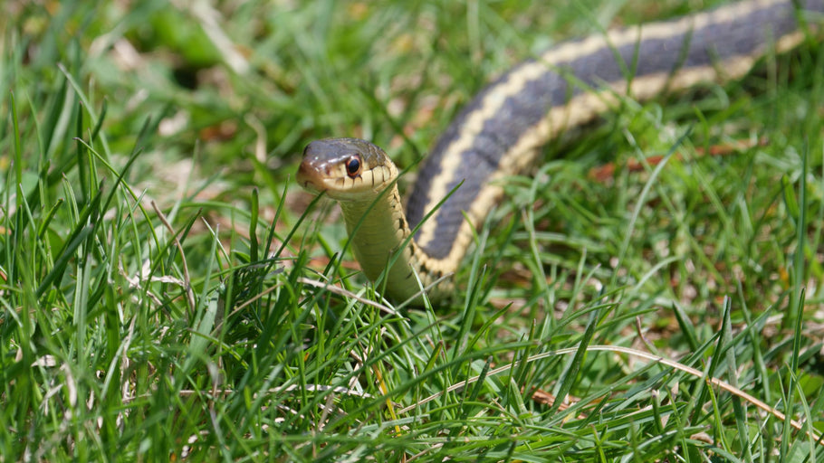 When Do Snakes Shed Their Skin and Why Do They Do It?