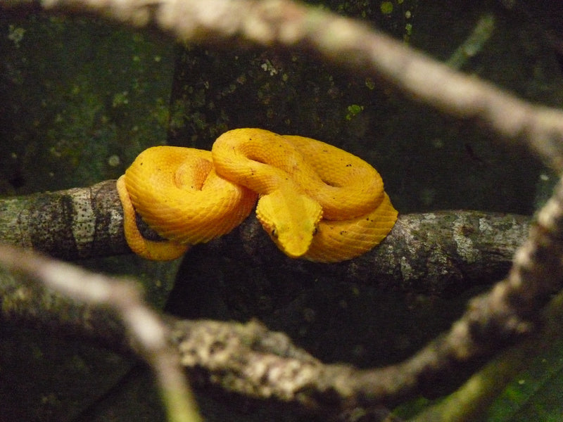 6 Factors Attracting Snakes Back To Your Property