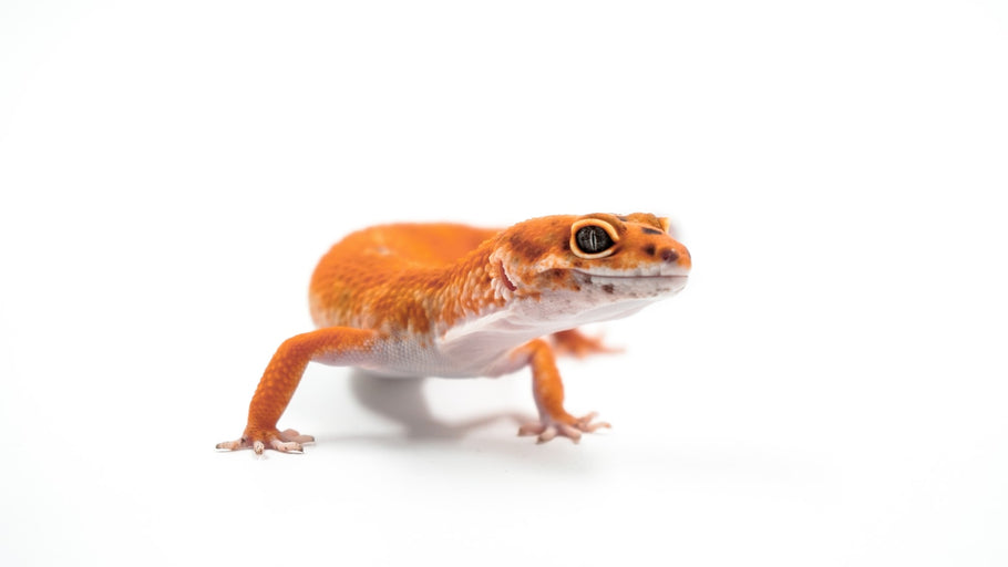 Can You Use Snake Repellent Pods to Keep Lizards Away?