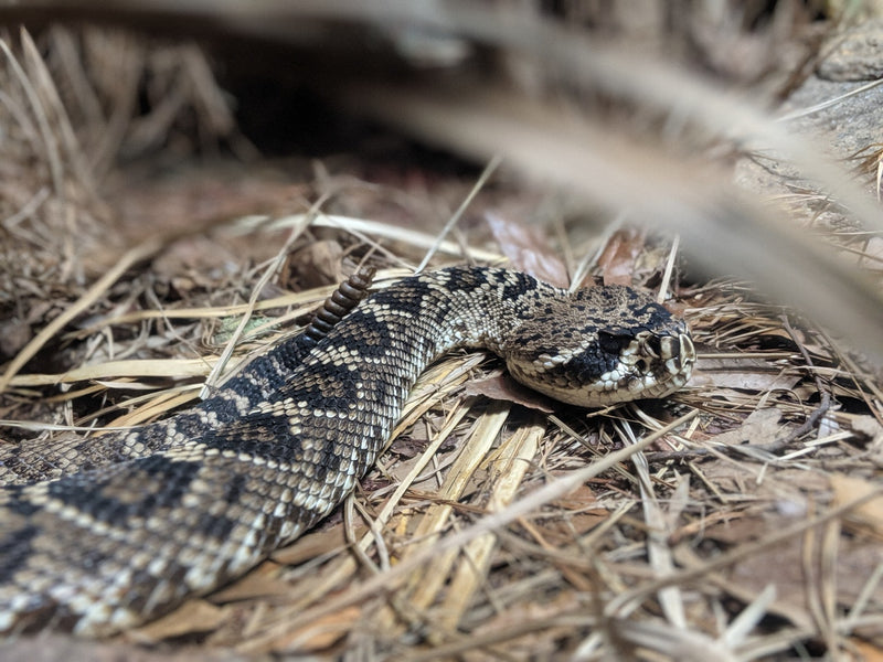 The Ways Snakes Love Your Yard (Without You Knowing It)