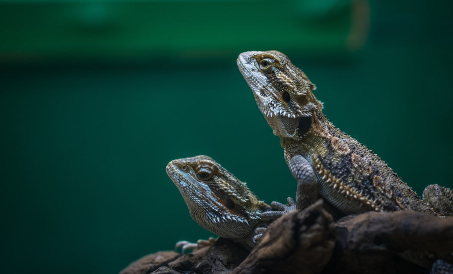 Beginner’s Guide to Getting Rid of Lizards In Your Home