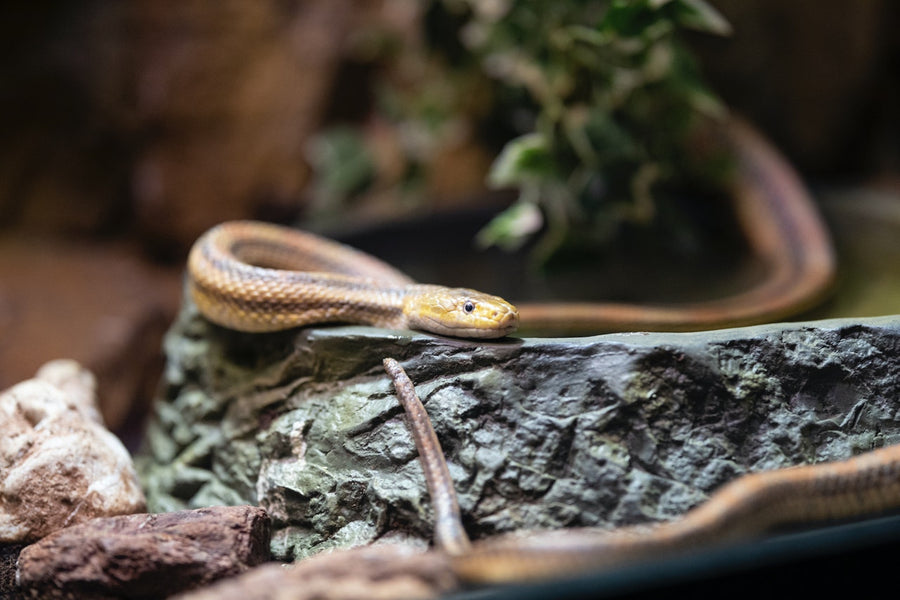 5 Common Cleaning Habits That are Attracting Snakes
