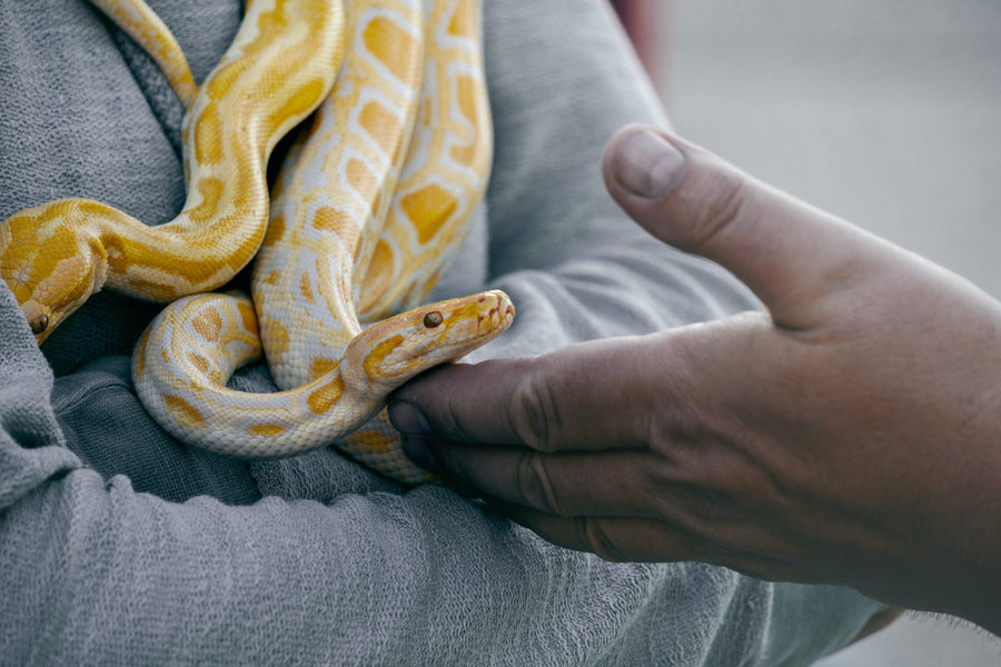 Here’s What You Have to Know About the Snake’s Smell