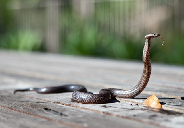 What to Do When You Find a Snake in Your Property