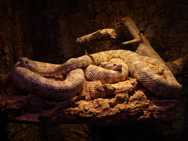 5 Frightening Ways Snakes Can Enter Your Home