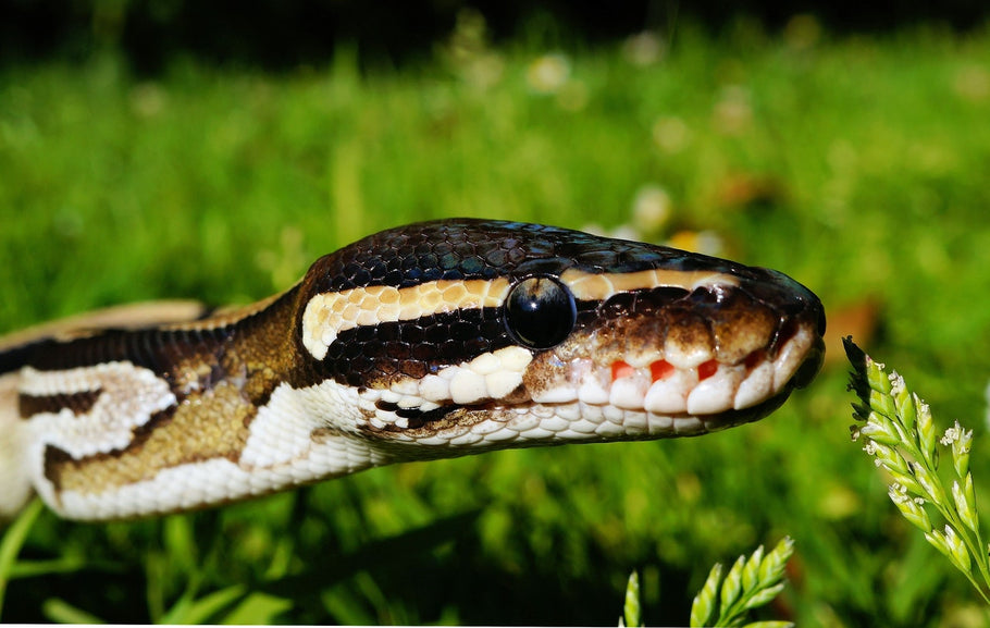 What Should I Do When I Encounter a Snake on My Property?