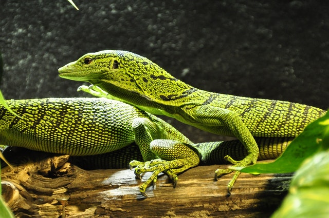 DIY Tips to Help Prevent Lizards from Invading Your Home