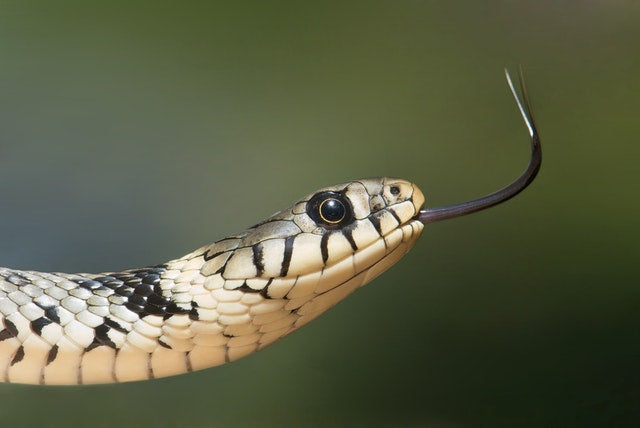 What the Jacobson’s Organ in Snakes Is and What It Does