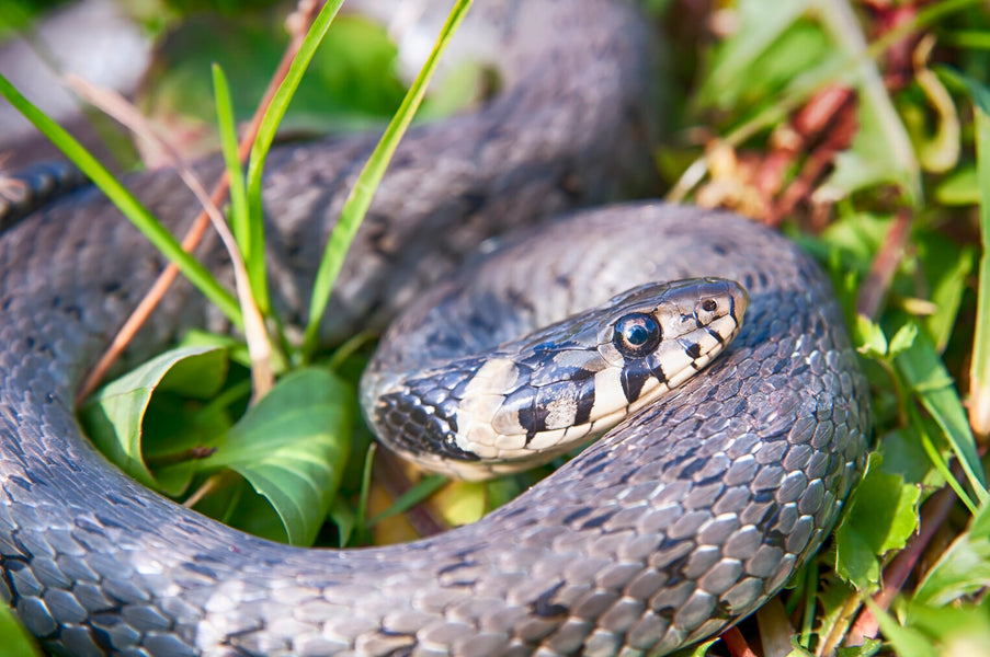 6 Tips to Prevent Snakes from Infesting Your Property
