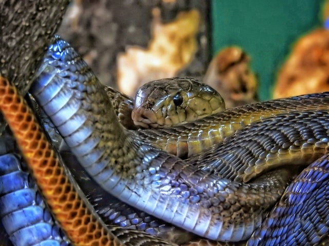 Everything You Need to Know About Dealing With Garter Snakes