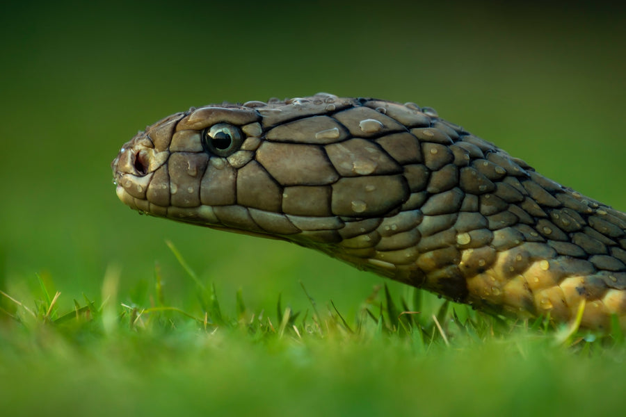 Four Useful Tips to Keep Snakes Out of Your Garden