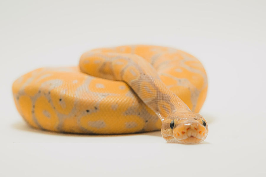 Common Indications That You Have Snakes in Your Home
