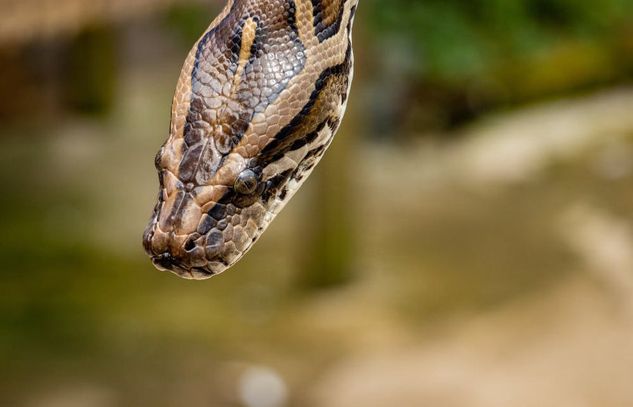What to Do When There's Snake in Your Attic