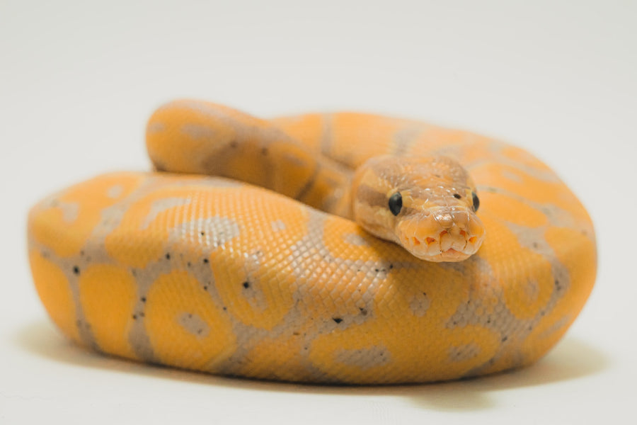 The Return of Snakes: Keeping Them Away When They Wake Up