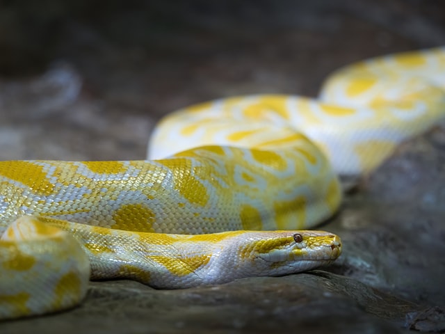 3 Effective Ways to Keep Snakes Away from Your House